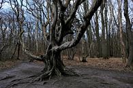 Old cripple beech by Ostsee Bilder thumbnail