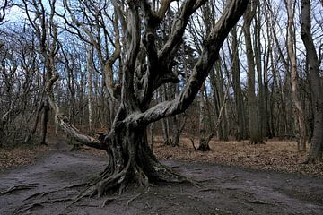 Oude kreupele beuk van Ostsee Bilder