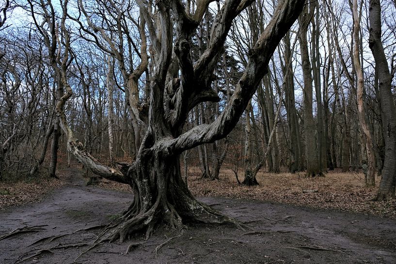 Old cripple beech by Ostsee Bilder