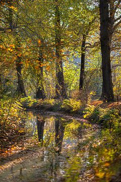 Autumn colours with trees mirrored in a ditch by Harrie Muis