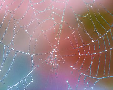 Spinnennetz mit Tautropfen von ManfredFotos
