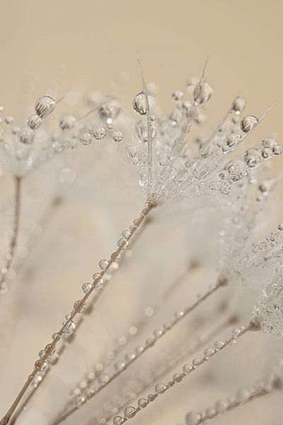 Pastel: Waterdruppeltjes versieren de pluisjes van een paardenbloem van Marjolijn van den Berg