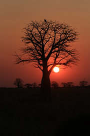 Coucher de soleil à Ruaha sur Bärbel Severens