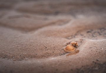 Muschel im Wattenmeer von Marc-Sven Kirsch