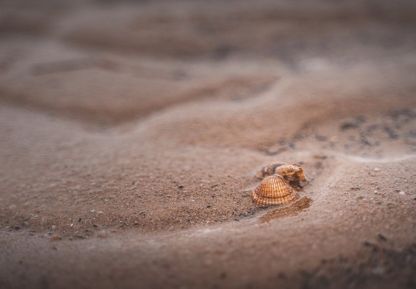 Moule dans la mer des Wadden par Marc-Sven Kirsch