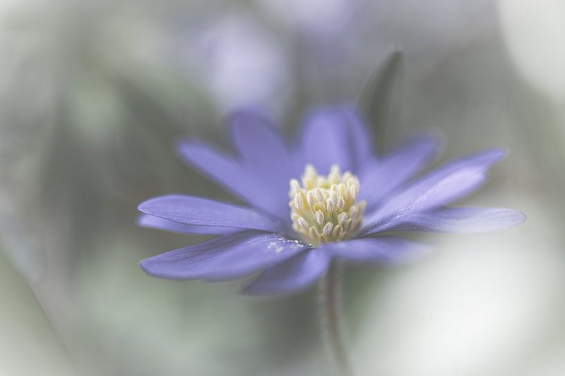 bloemen part 260 van Tania Perneel