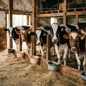 Des vaches dans une étable rurale bien chauffée sur But First Framing
