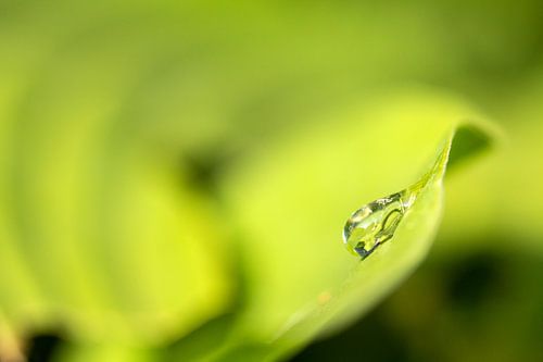 Jeune feuille Hosta avec une goutte.