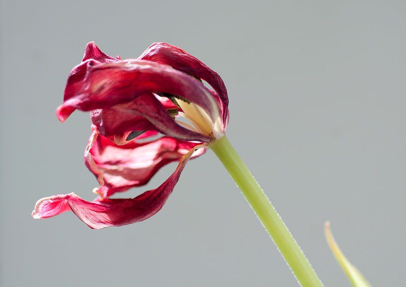 Tulip van Je Lo