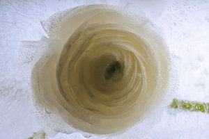 Weiße Ranunkel in Eis 3