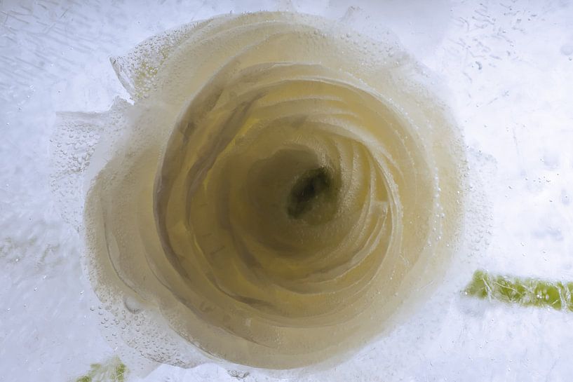 Ranunculus blanc dans la glace 3 par Marc Heiligenstein