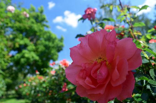 La rose dans une nouvelle perspective