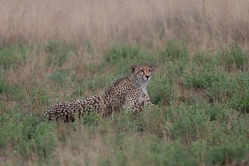 Cheetah alert to danger