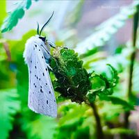 Tiger Moth blanc