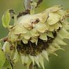 uitgebloeide zonnebloem van Yvonne Blokland