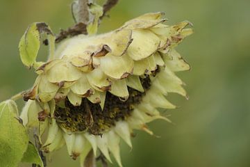 faded sunflower by Yvonne Blokland