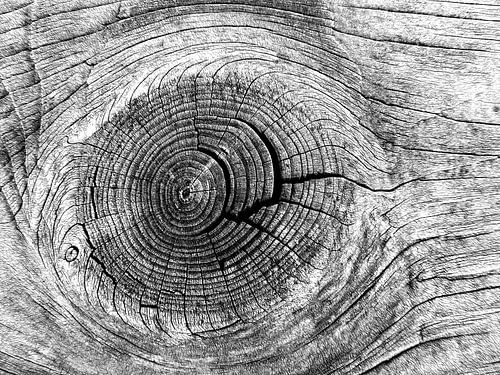 Kwast in Hout (Kwast in zwart-wit)