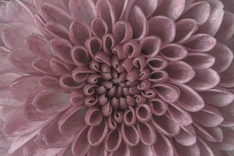 Alte Rose, Herz einer Chrysantheme von Marjolijn van den Berg