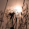 Paardebloem in het avondlicht van Kurt Krause