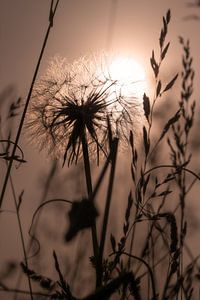 Pusteblume im Abendlicht