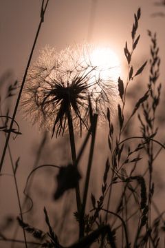 Paardebloem in het avondlicht