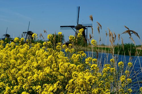 Lente in Kinderdijk by angela de baat