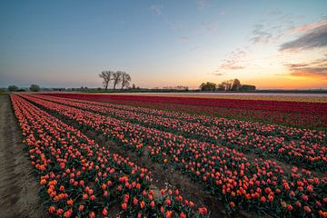 fields of thousands of tulips by Marcel Derweduwen