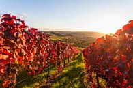 Wijngaard in de herfst en de rouwkapel in Stuttgart van Werner Dieterich thumbnail