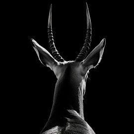 Antilope Silhouette von Poster Art Shop