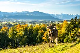 Sweet cow against the backdrop of the Allgäu Alps by Leo Schindzielorz
