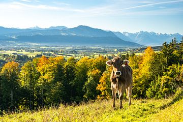 Lieve koe tegen de achtergrond van de Allgäuer Alpen van Leo Schindzielorz