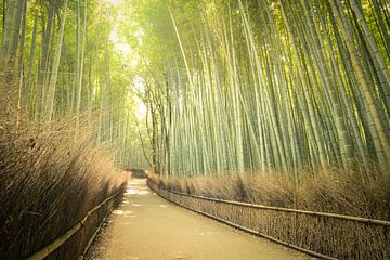 Bamboo Forest,  Kyoto, Japan van Robert van Hall