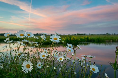Blumen am Wasser von Menno van der Haven