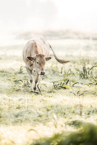 A cow in a sun-drenched meadow in soft pastel shades