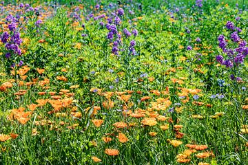 Bloemenweide met klaproos en calendula aan het Bodenmeer van Werner Dieterich