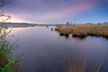 Sunrise over Kalmthoutse Heide