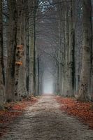 Mistery lane