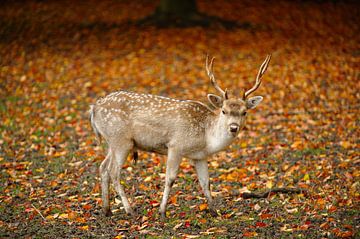 Hirsche im Herbst von Merijn van der Vliet