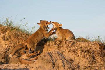 Playtime for these three cubs! by Tim Link