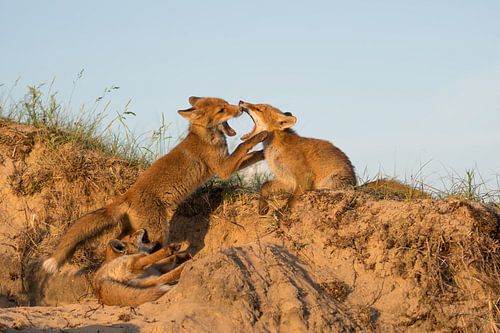 Speeltijd voor deze drie welpen! van Tim Link