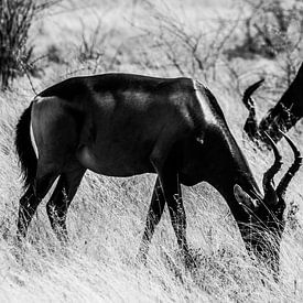 Red Hartebeesten in Etosha sur Marit van de Klok