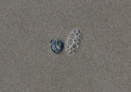 A shell on the beach by Matthias Brix