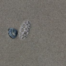 A shell on the beach by Matthias Brix