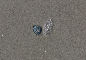 Eine Muschel am Strand von Matthias Brix