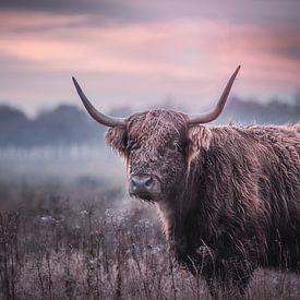 Schottischer Highlander in der Morgensonne von Jaimy Leemburg Fotografie