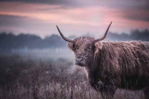 Schotse Hooglander in de ochtendzon