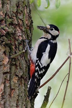Greater / Great Spotted Woodpecker ( Dendrocopos major ) perched on a tree trunk, searching for food