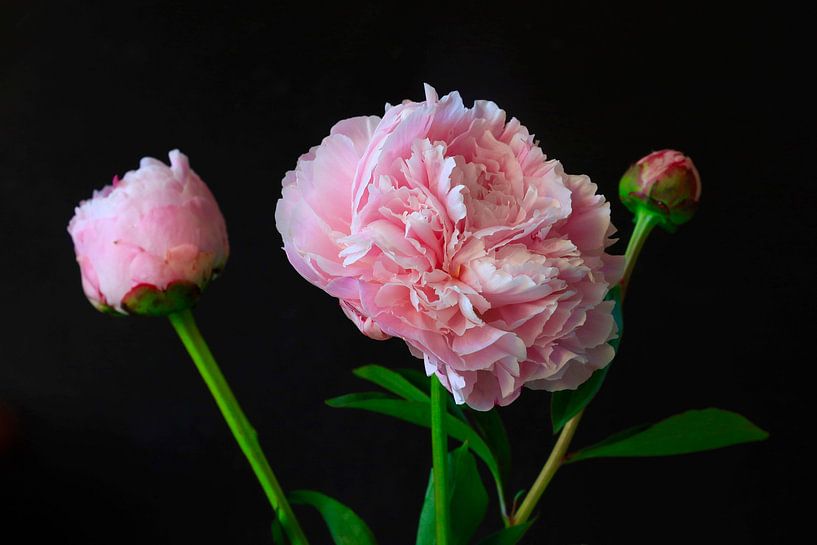 Still life with peony by Thomas Jäger