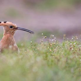 Eurasian Hoopoe by Marcel van Os