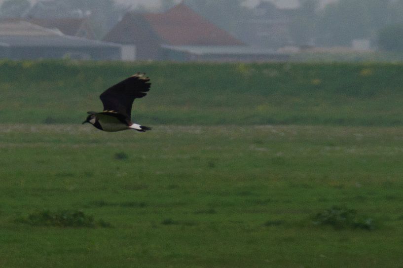 Kieviet von Robert Lotman